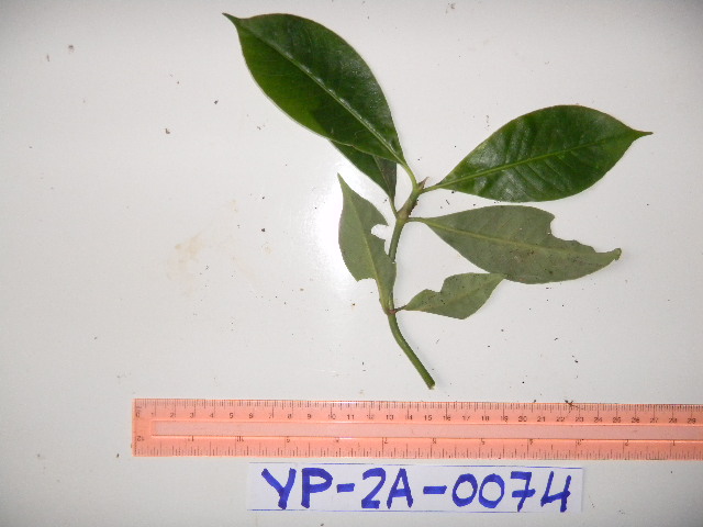 Psychotria micrococca image