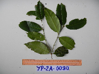 Syzygium acuminatissimum image