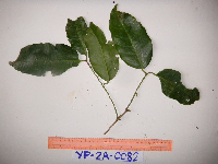 Syzygium acuminatissimum image