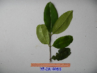 Syzygium furfuraceum image