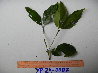 Syzygium acuminatissimum image