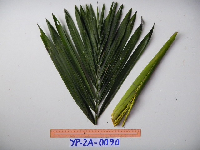 Heterospathe muelleriana image