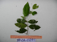 Syzygium acuminatissimum image