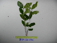 Syzygium acuminatissimum image