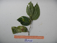Tomophyllum millefolium image