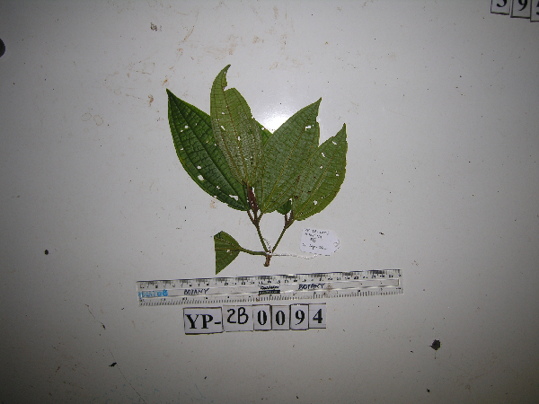 Beccarianthus acutifolius image