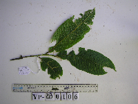 Elaeocarpus dolichodactylus image