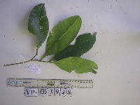 Syzygium furfuraceum image