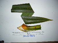 Benstonea adinobotrys image