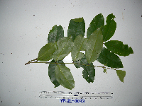 Syzygium acuminatissimum image