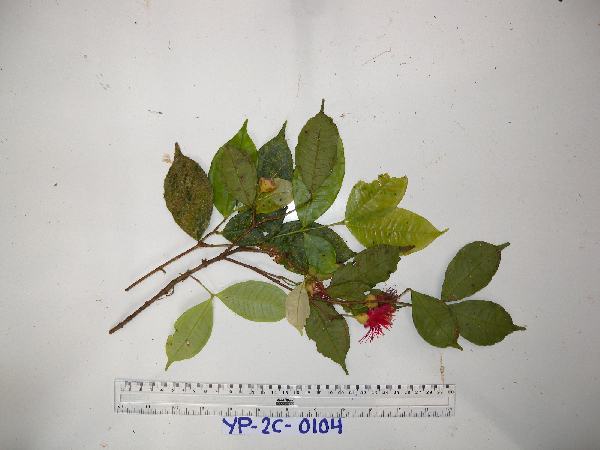 Syzygium hylophilum image