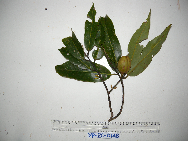 Myristica lancifolia image