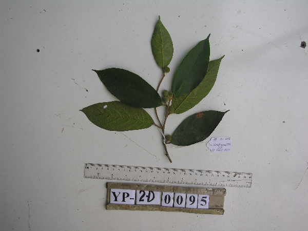 Ficus pachyclada image