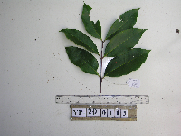 Syzygium acuminatissimum image