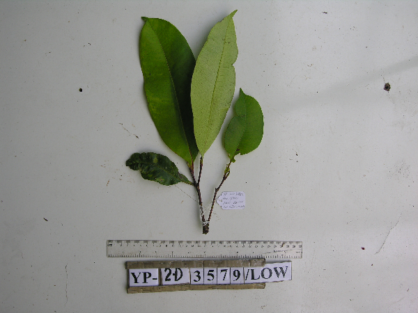 Syzygium furfuraceum image