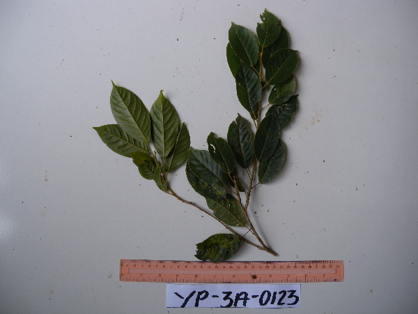 Elaeocarpus sayeri image