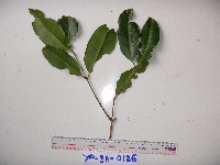 Syzygium acuminatissimum image