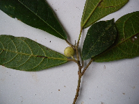 Ficus wassa image