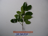 Syzygium acuminatissimum image