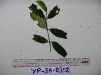 Syzygium acuminatissimum image