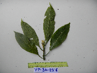 Psychotria multicostata image