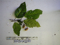 Sloanea sogerensis image