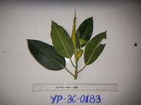 Ficus hesperidiiformis image