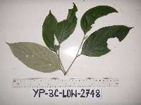 Cryptocarya apamifolia image