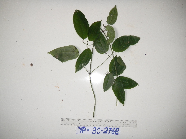 Clematis papuasica image