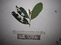 Cryptocarya multipaniculata image