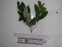 Cryptocarya apamifolia image