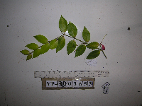 Image of Hydnophytum hellwigii