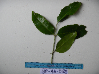 Syzygium acuminatissimum image