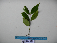 Syzygium acuminatissimum image