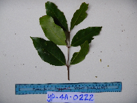 Syzygium acuminatissimum image