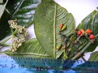 Psychotria micrococca image