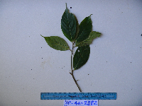 Ficus erythrosperma image