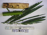 Heterospathe muelleriana image