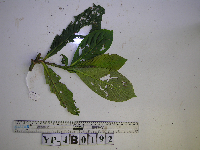 Saurauia conferta image