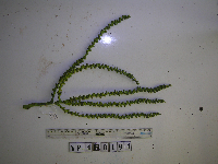 Heterospathe muelleriana image