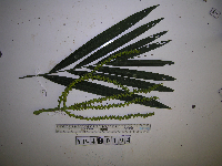 Heterospathe muelleriana image