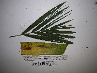 Heterospathe muelleriana image