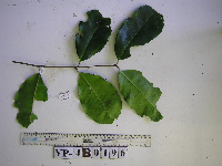 Syzygium acuminatissimum image