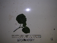 Tetrameles nudiflora image