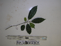 Ficus wassa image