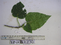 Dendrocnide cordata image