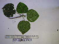 Dendrocnide cordata image