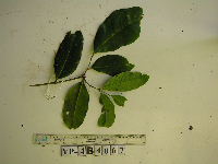 Syzygium furfuraceum image