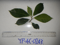 Ficus wassa image