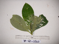 Saurauia conferta image